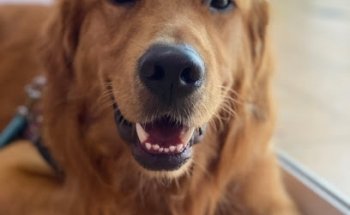 Candypet clínica veterinaria