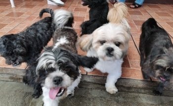 Animals, Inc. Veterinaria