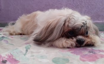 Veterinaria & Spa Peek'es