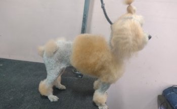 Veterinaria y estética Hakuna Matata