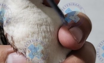 CENTRO VETERINARIO LORETO