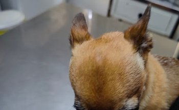 Veterinaria Cachorros