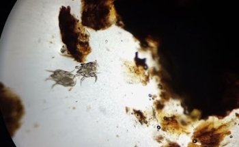 Vet-Life Clínica Veterinaria