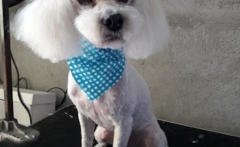 Estética Canina Ginger