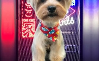 Pet Beauty & Health (Veterinaria y Grooming)