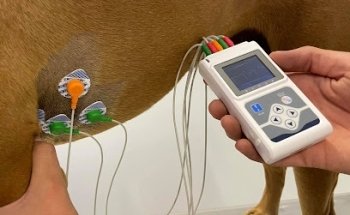 Occivet Hospital Veterinario