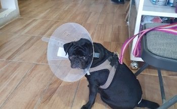 CENTRO MEDICO VETERINARIO PASTEUR