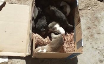 Consultorio Veterinario MVZ Enrique Leonardo Safont