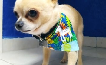 Centro Veterinario Les