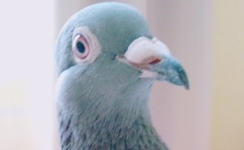 Clínica de aves Kakmovet