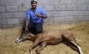 SERVET EQUINOS Clínica veterinaria