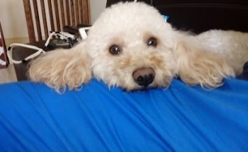 Canis & Cattus Veterinaria