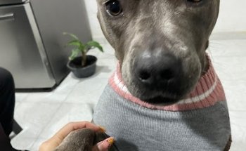 Guau Pets Clínica Veterinaria