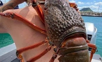 Peces Y Perros Boutique Veterinaria