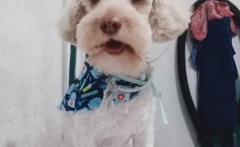 Clinica Veterinaria Patas y aletas