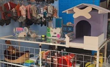 Consultorio veterinario THE BARKBERY