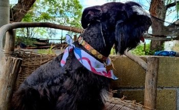 Centro Veterinario Rioverde