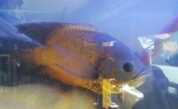 Veterinaria y Acuario Don Gato