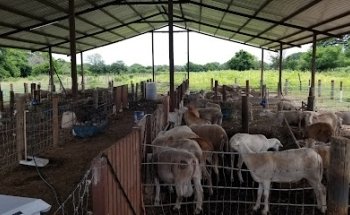 HOSPITAL VETERINARIO JUCHITÁN