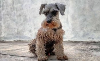 Consultorio Veterinario Dr. Bautista