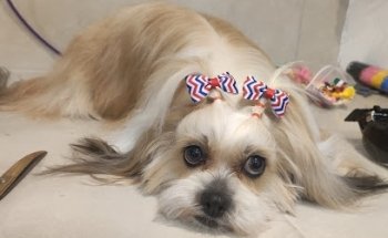 DEROCI Clínica y Estética Veterinaria