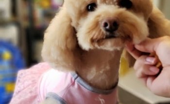 Guaperrísimos Veterinaria y Estética