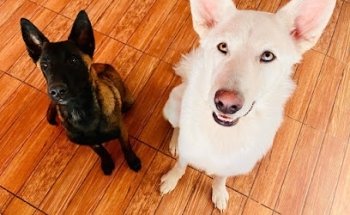 Clínica Veterinaria Velfa