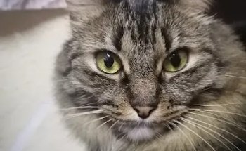 Consultorio veterinario Enki