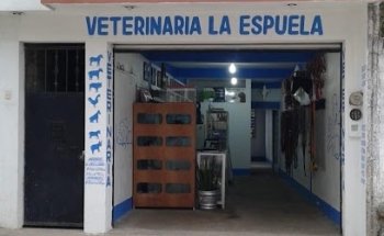 Veterinaria 