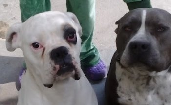 Veterinaria Diana MX