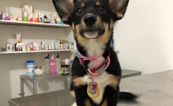 Veterinaria y estética canina 