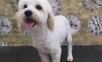 Clínica Veterinaria Villanueva