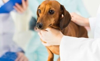 Veterinaria Quetzana