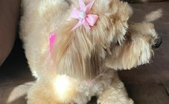 Popuchy Estética y Farmacia Veterinaria