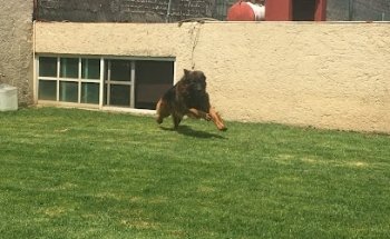 SURVET Centro Veterinario del Sur VETERINARIA