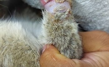 Servicios Veterinarios Mixkoatl sucursal juan escutia san lorenzo