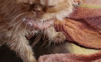 Veterinaria Agrícola