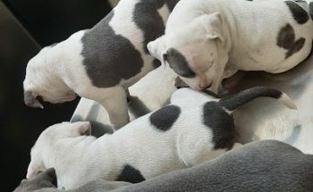 Veterinario Hermosillo - Dr. Francisco R. Torres Romero