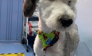 Clínica Veterinaria CEVI