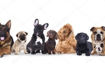 Dharma Vet Veterinaria