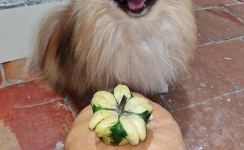 monortz servicios medicos veterinarios