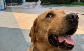 Meraki Hospital Veterinario