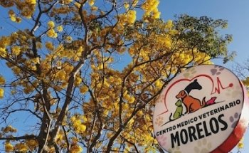 centro medico veterinario morelos