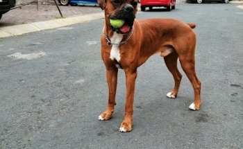 Consultorio Veterinario