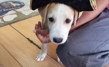 Lucky vet Consultorio Veterinario