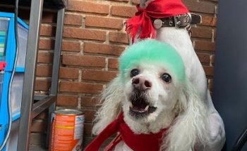 Cuvac pet clinic & grooming