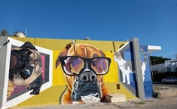 DRA VET CENTRO DE CUIDADO ANIMAL