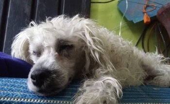 Veterinaria Perrizzimo