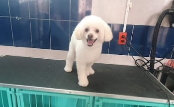 Clínica Veterinaria Animaliz