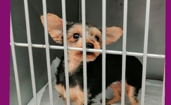 Veterinaria Pet's Clinic Spa